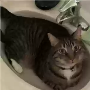 lost male cat tigger